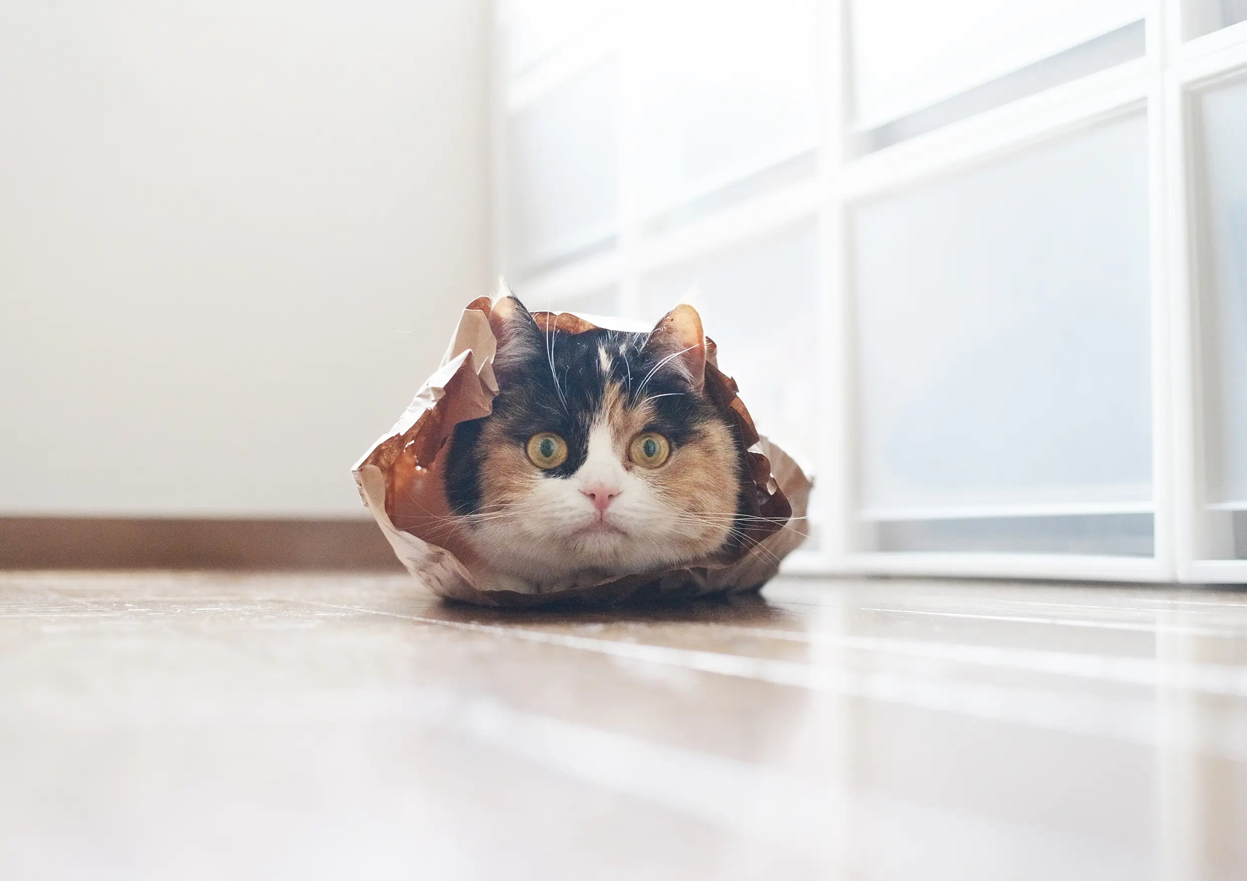 Thumbnail of the photo "DB019203"