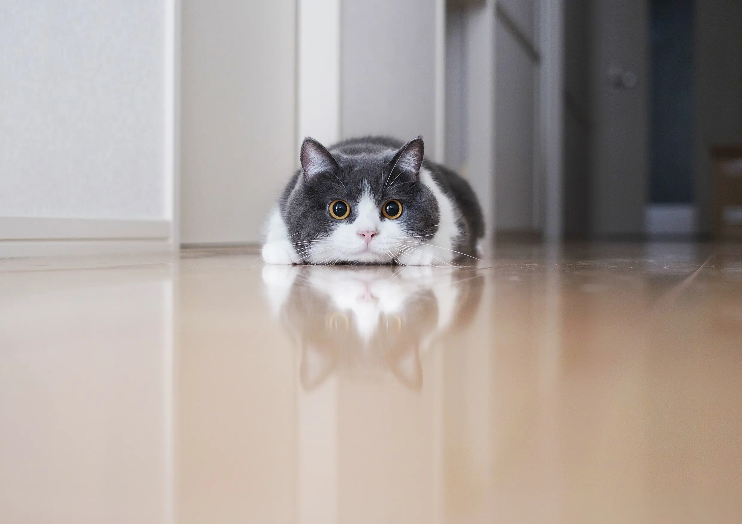 Thumbnail of the photo "DB023097"