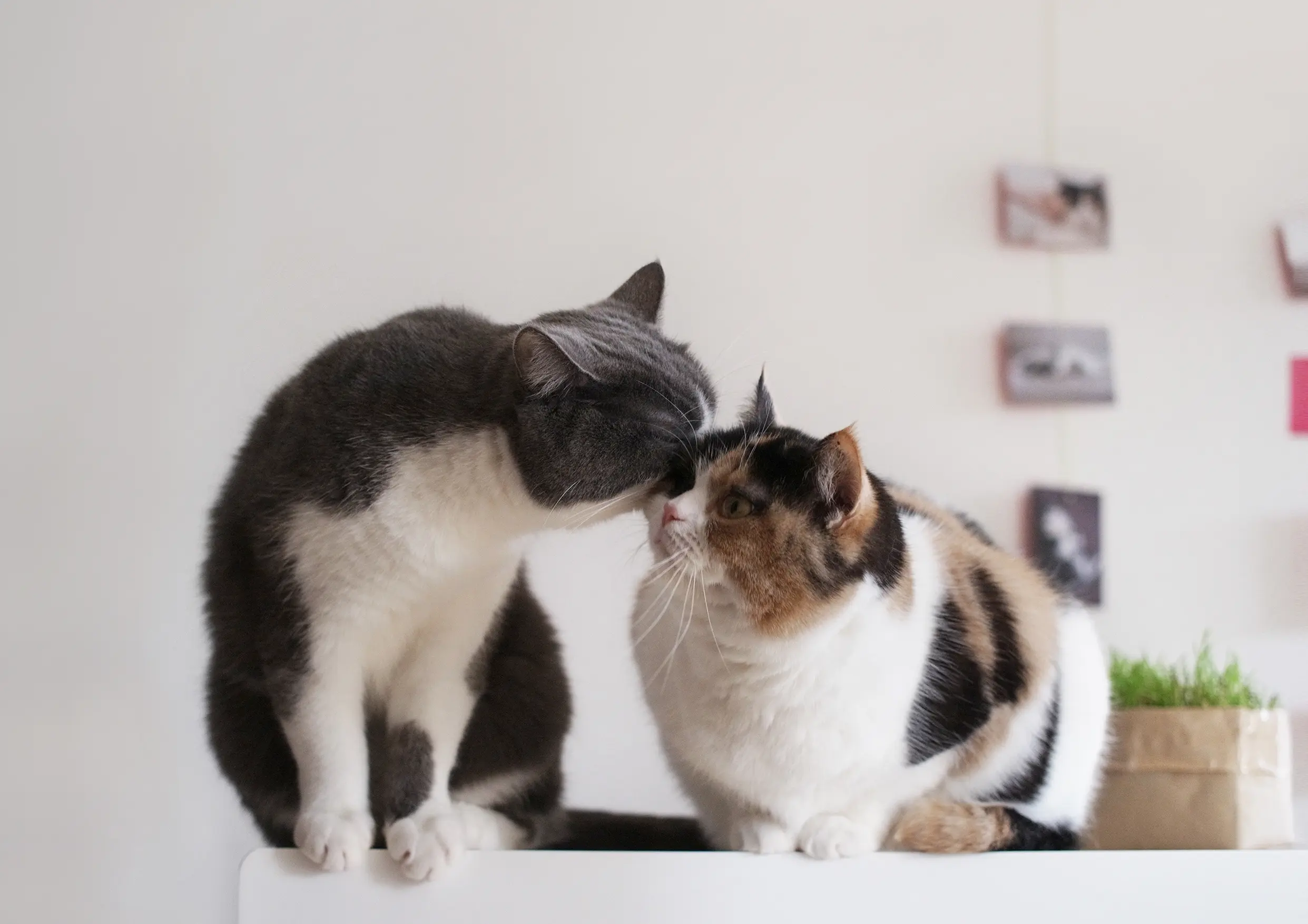 Thumbnail of the photo "DC030457"