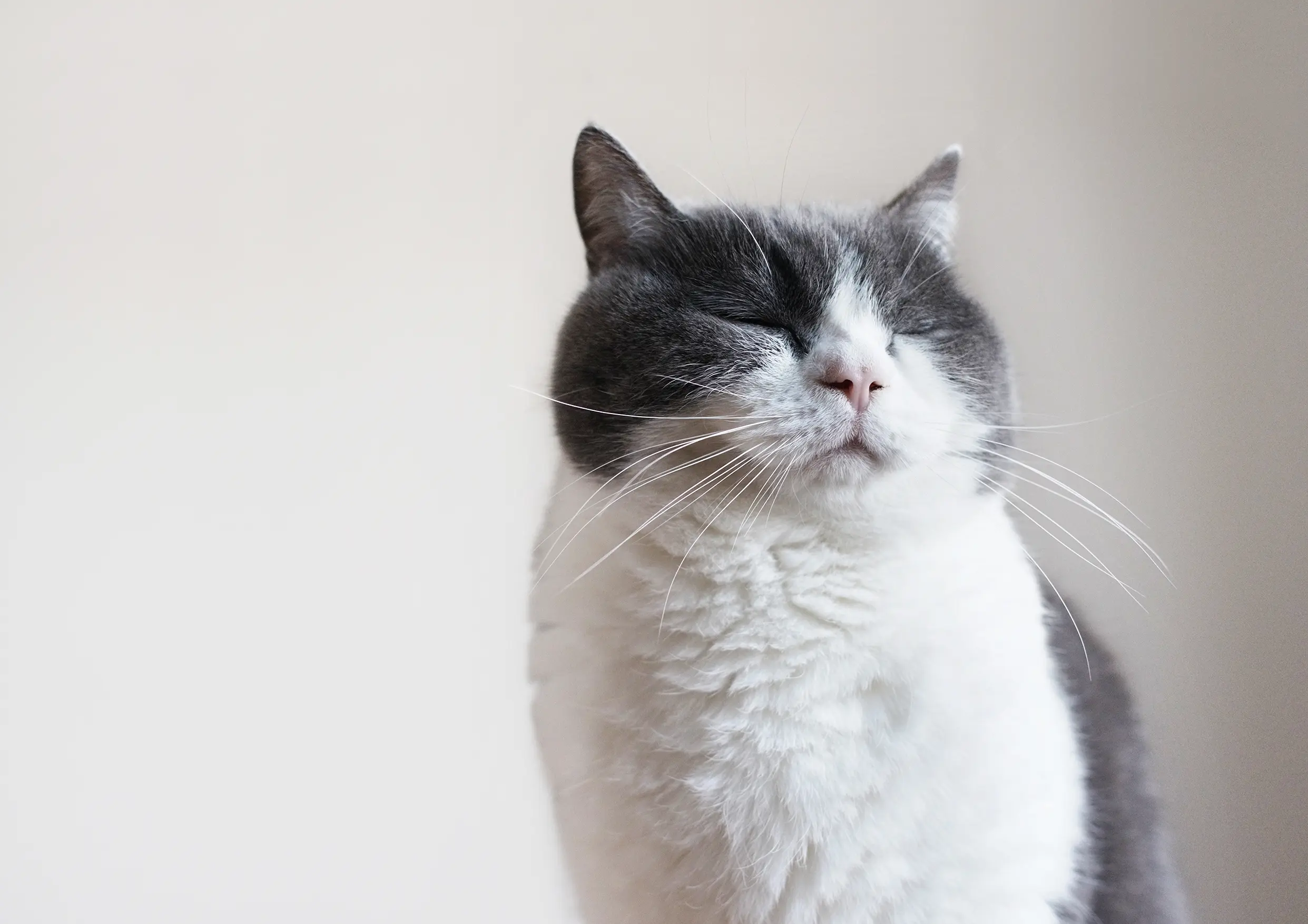 Thumbnail of the photo "DC031662"