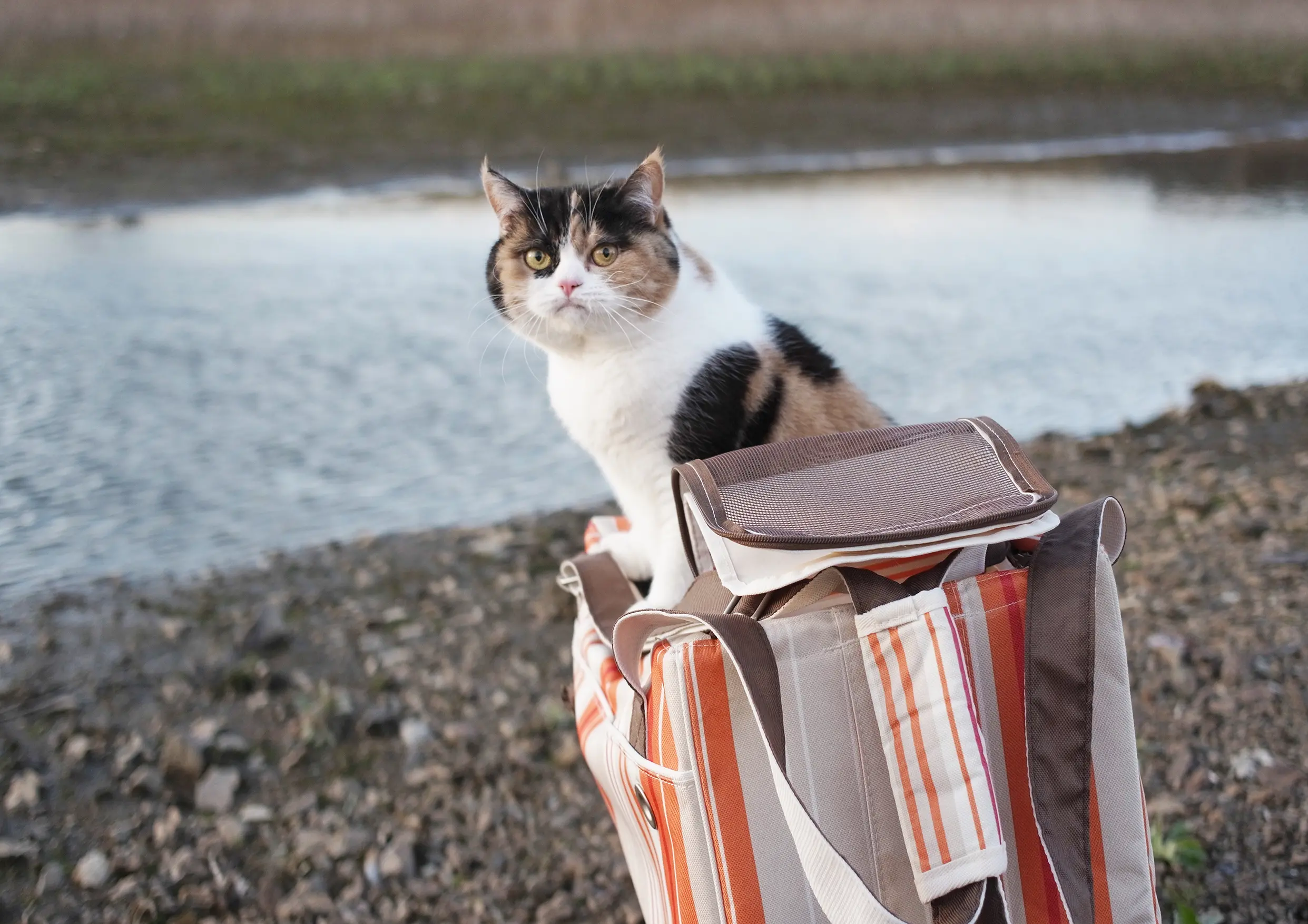 Thumbnail of the photo "DC031901"