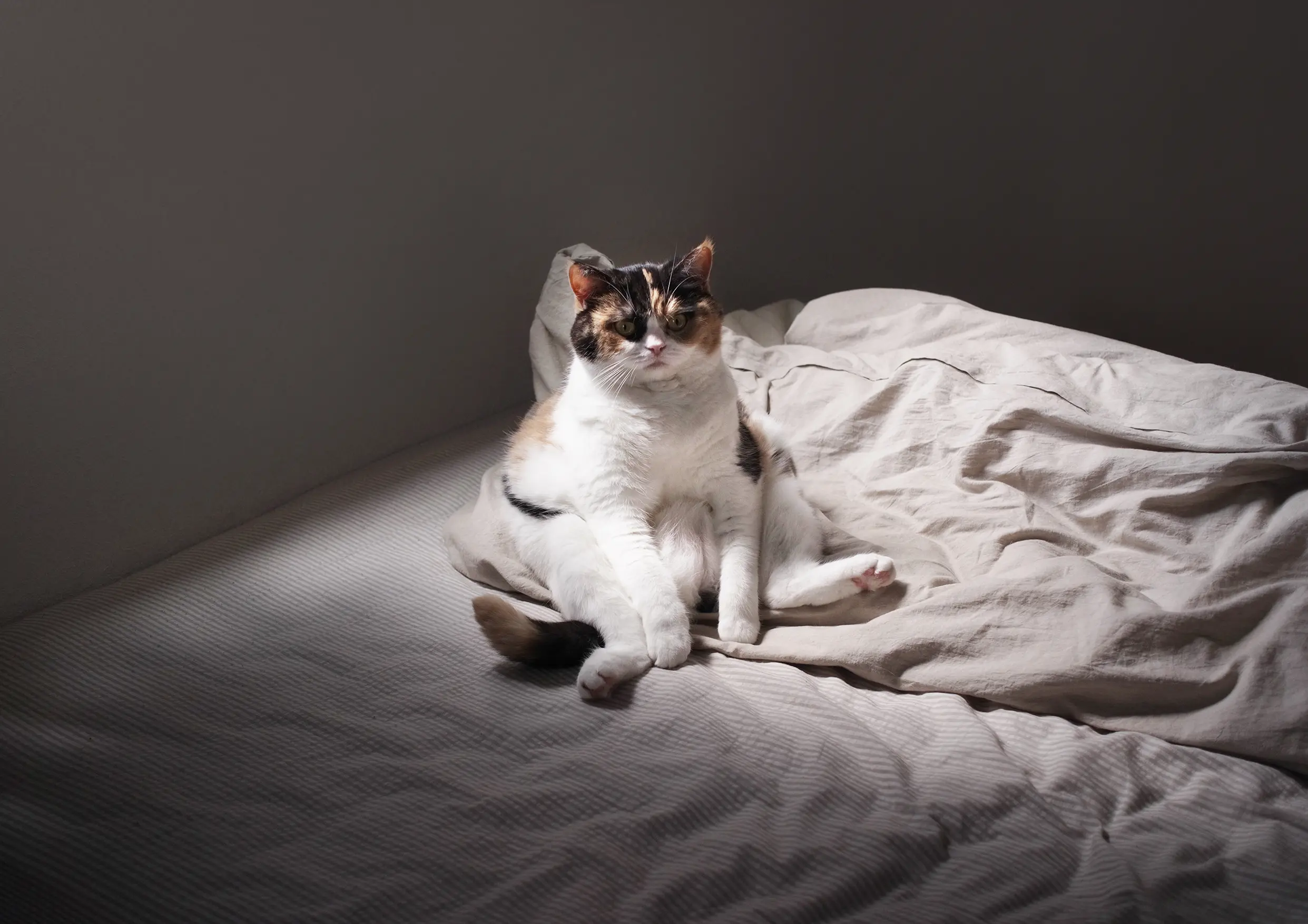 Thumbnail of the photo "DC033991"