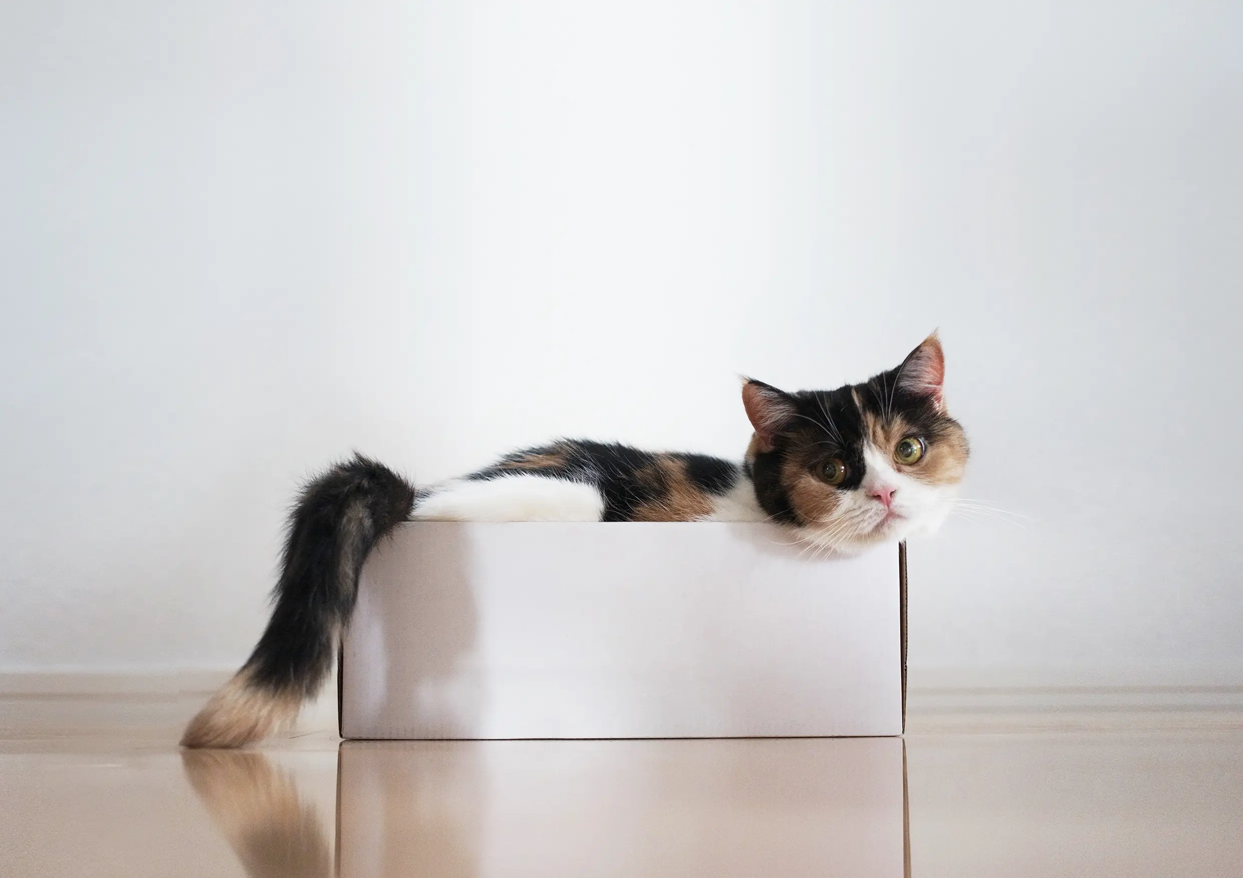 Thumbnail of the photo "DC036497"