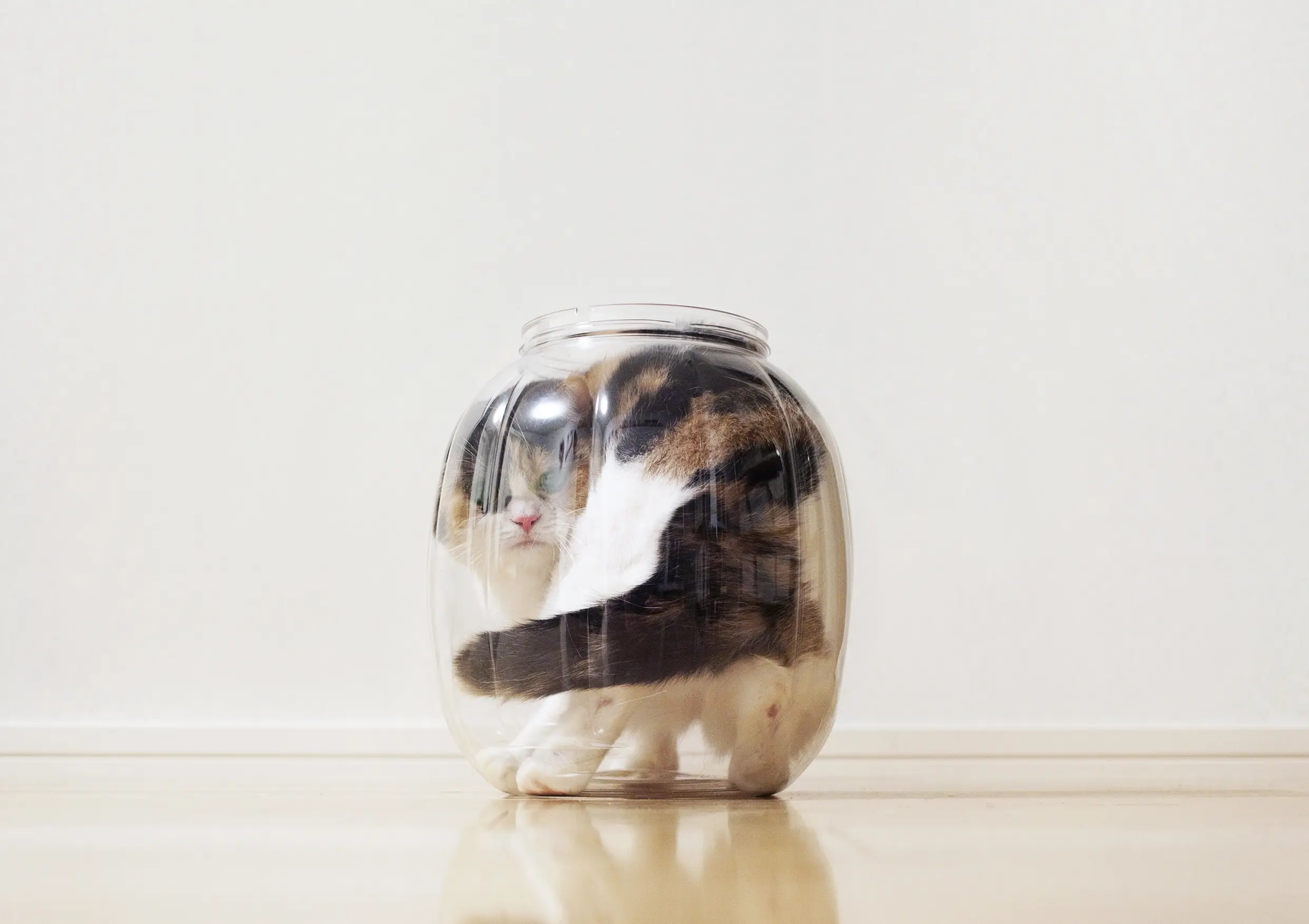 Thumbnail of the photo "DC039804"