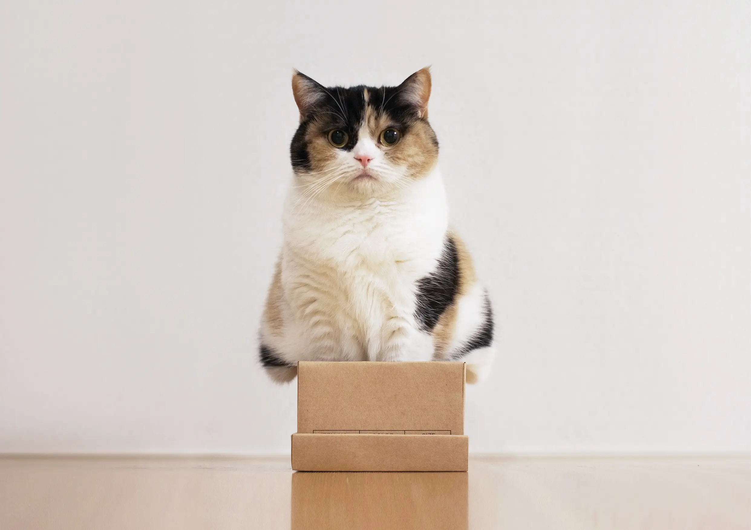 Thumbnail of the photo "DD040676"