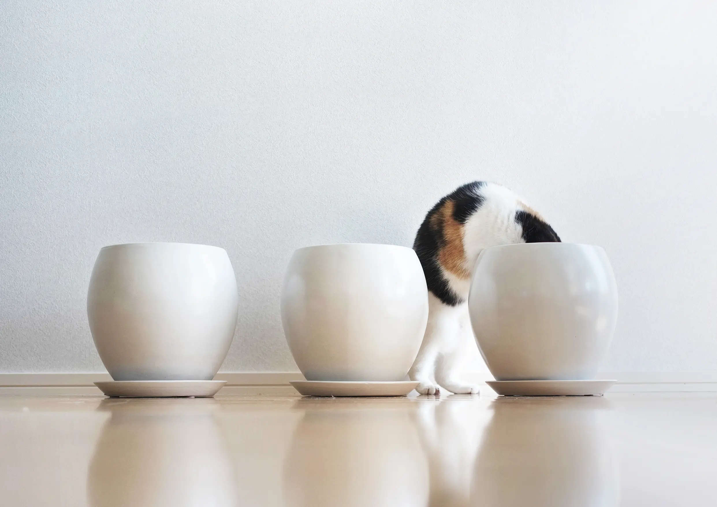 Thumbnail of the photo "DD042317"