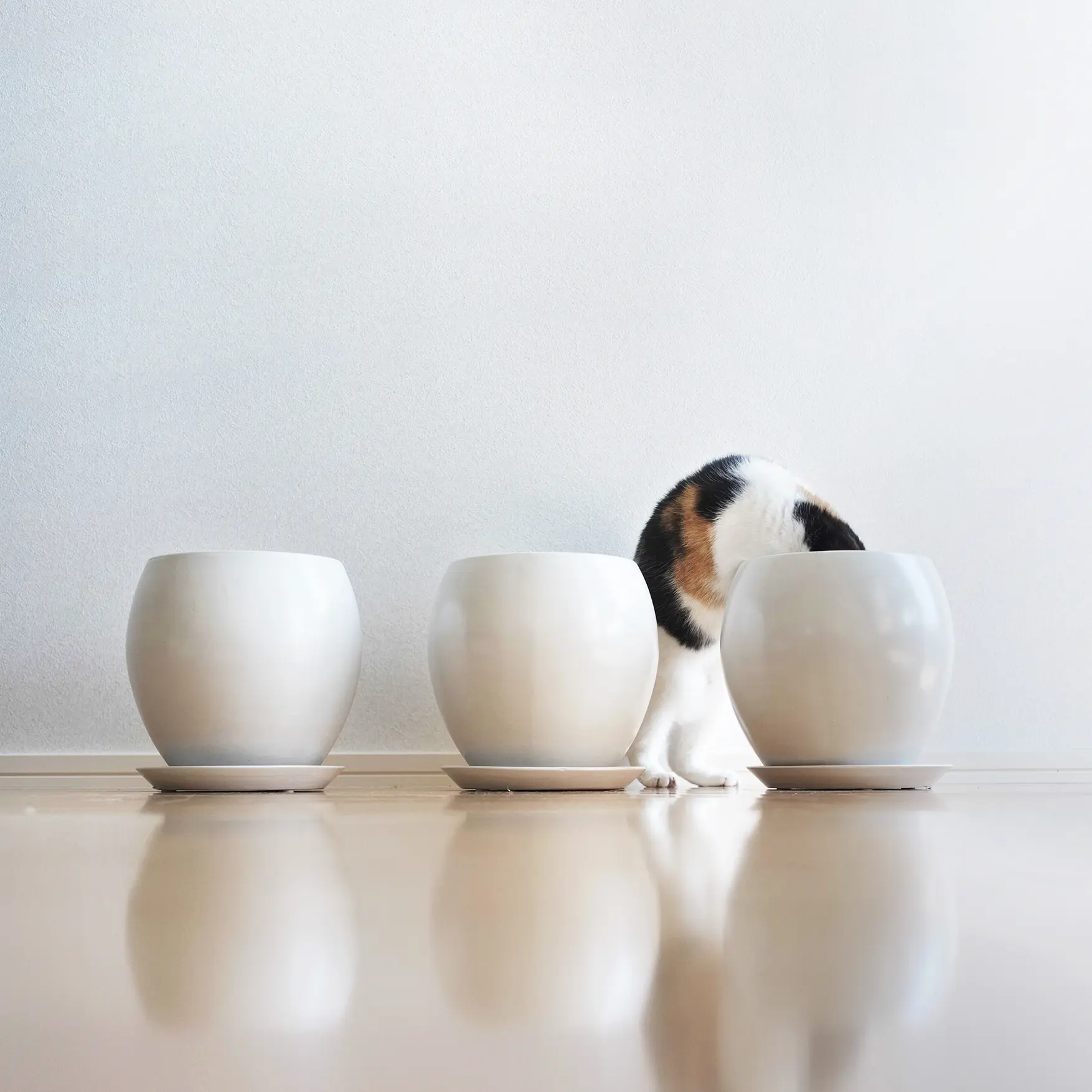 Thumbnail of the photo "DD042317"