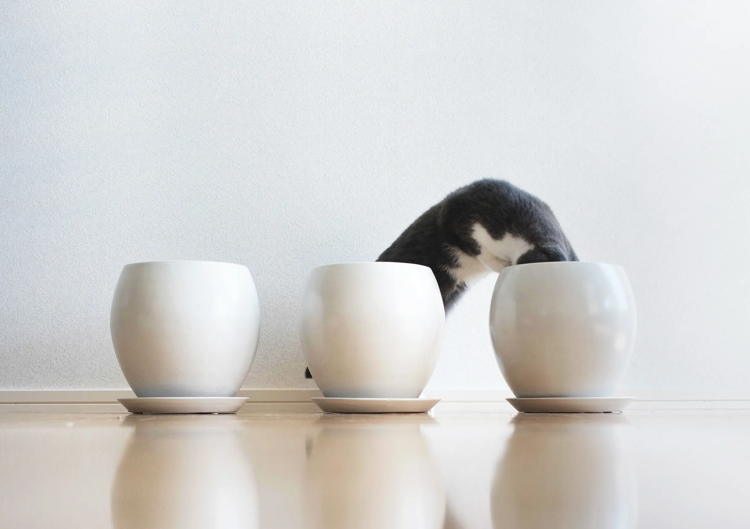 Thumbnail of the photo "DD042332"