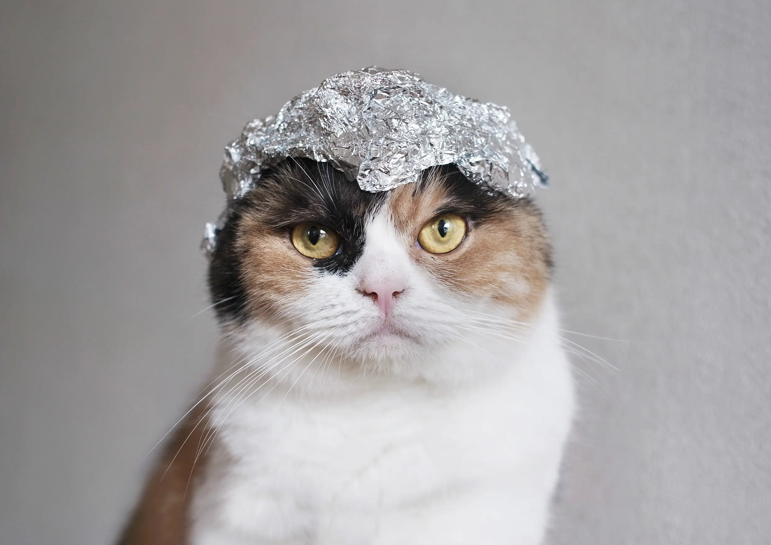 Thumbnail of the photo "DD043138"