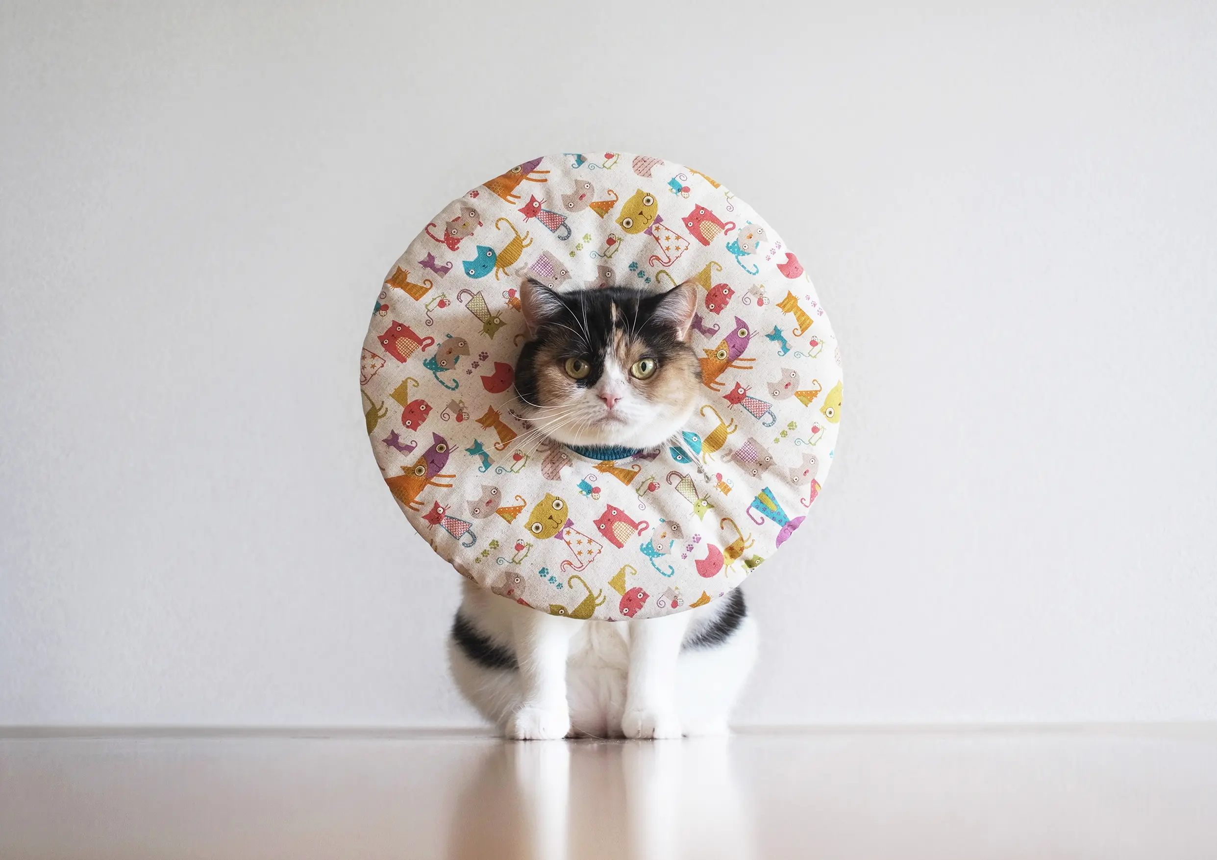 Thumbnail of the photo "DD046646"