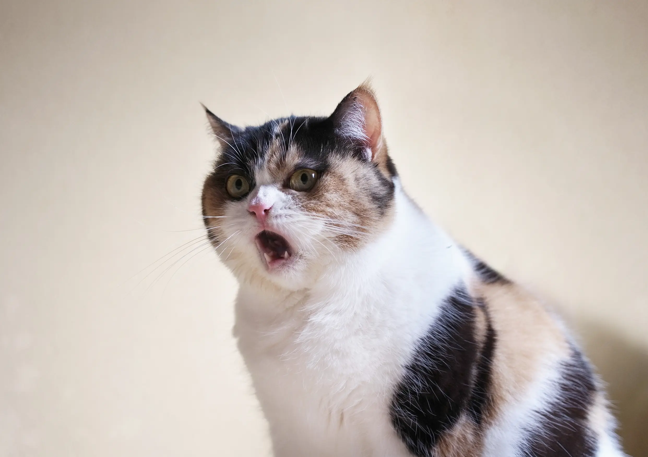 Thumbnail of the photo "DE053412"