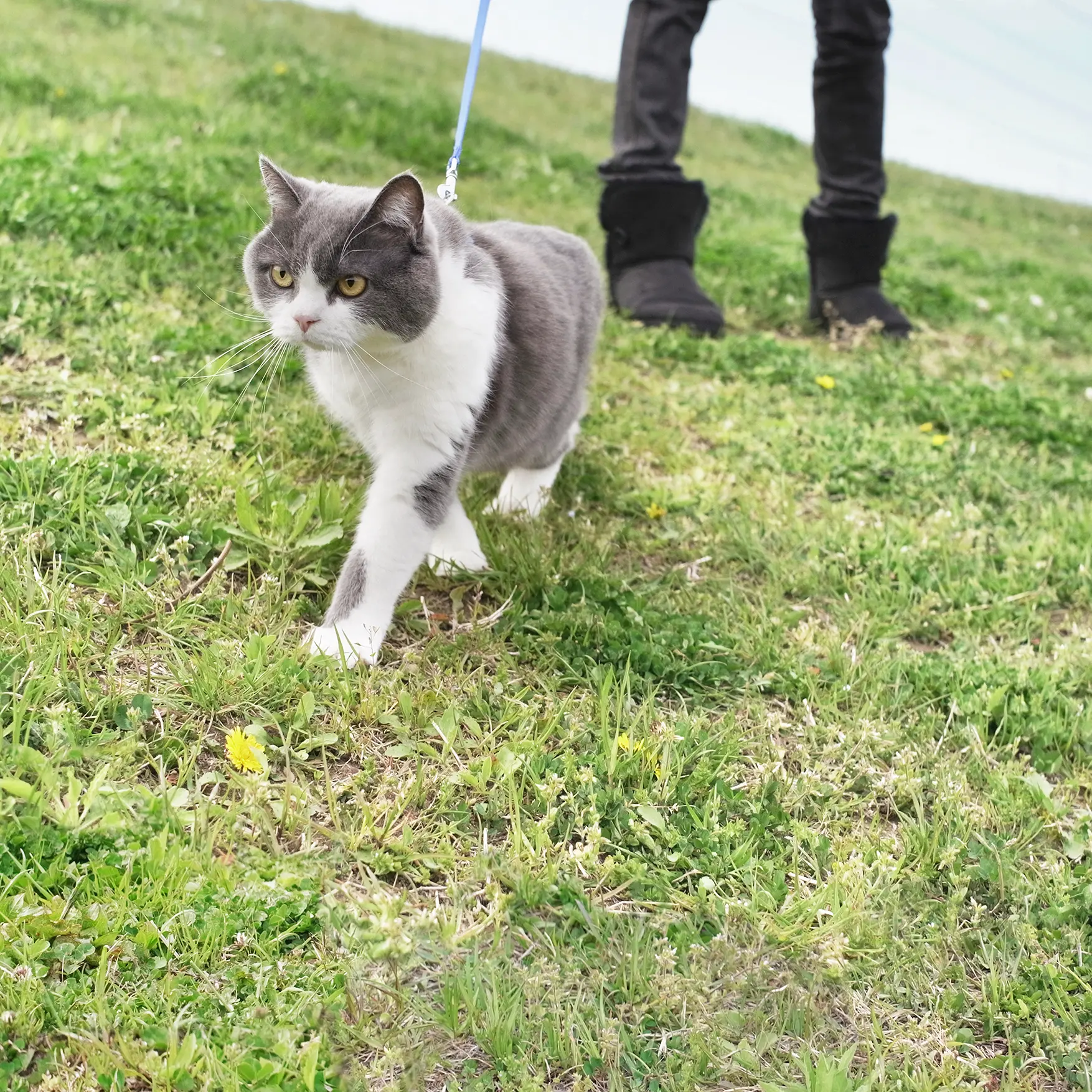 Thumbnail of the photo "DE056279"