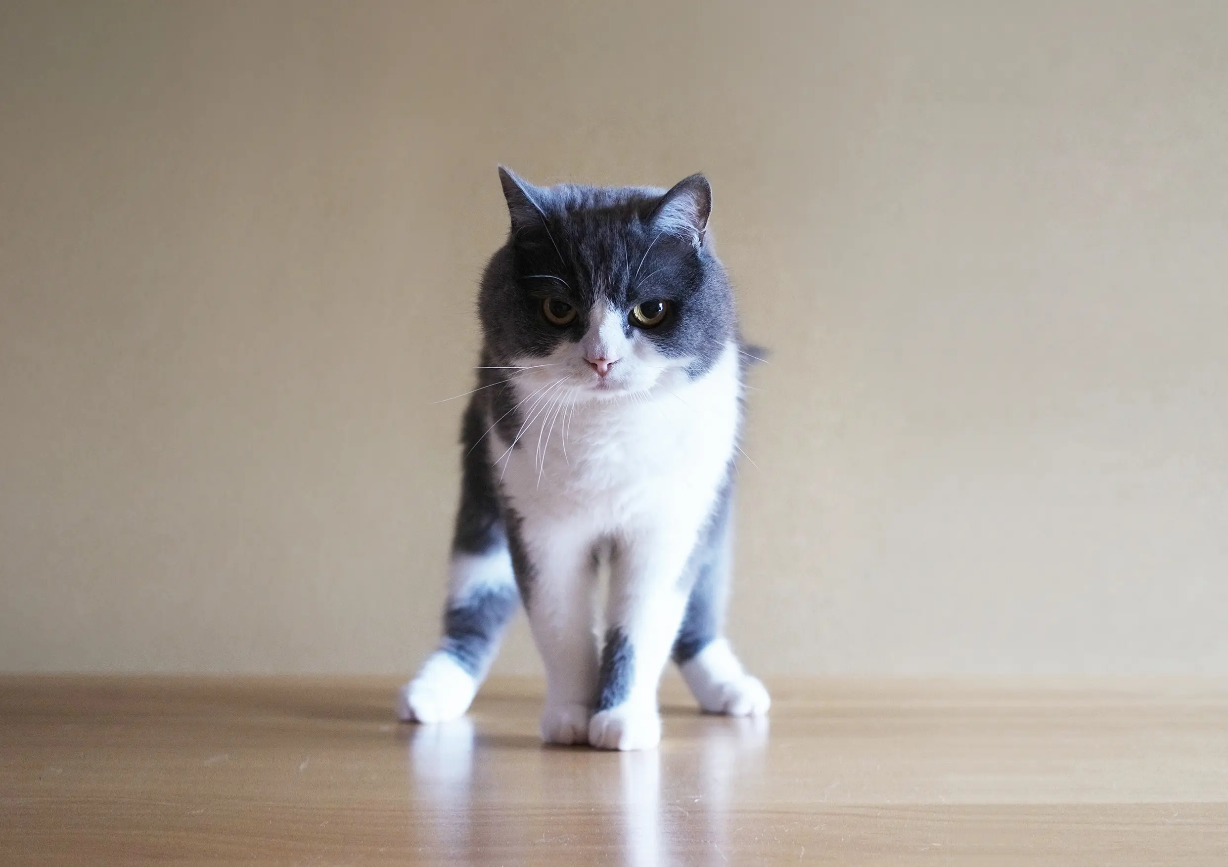 Thumbnail of the photo "DE059904"