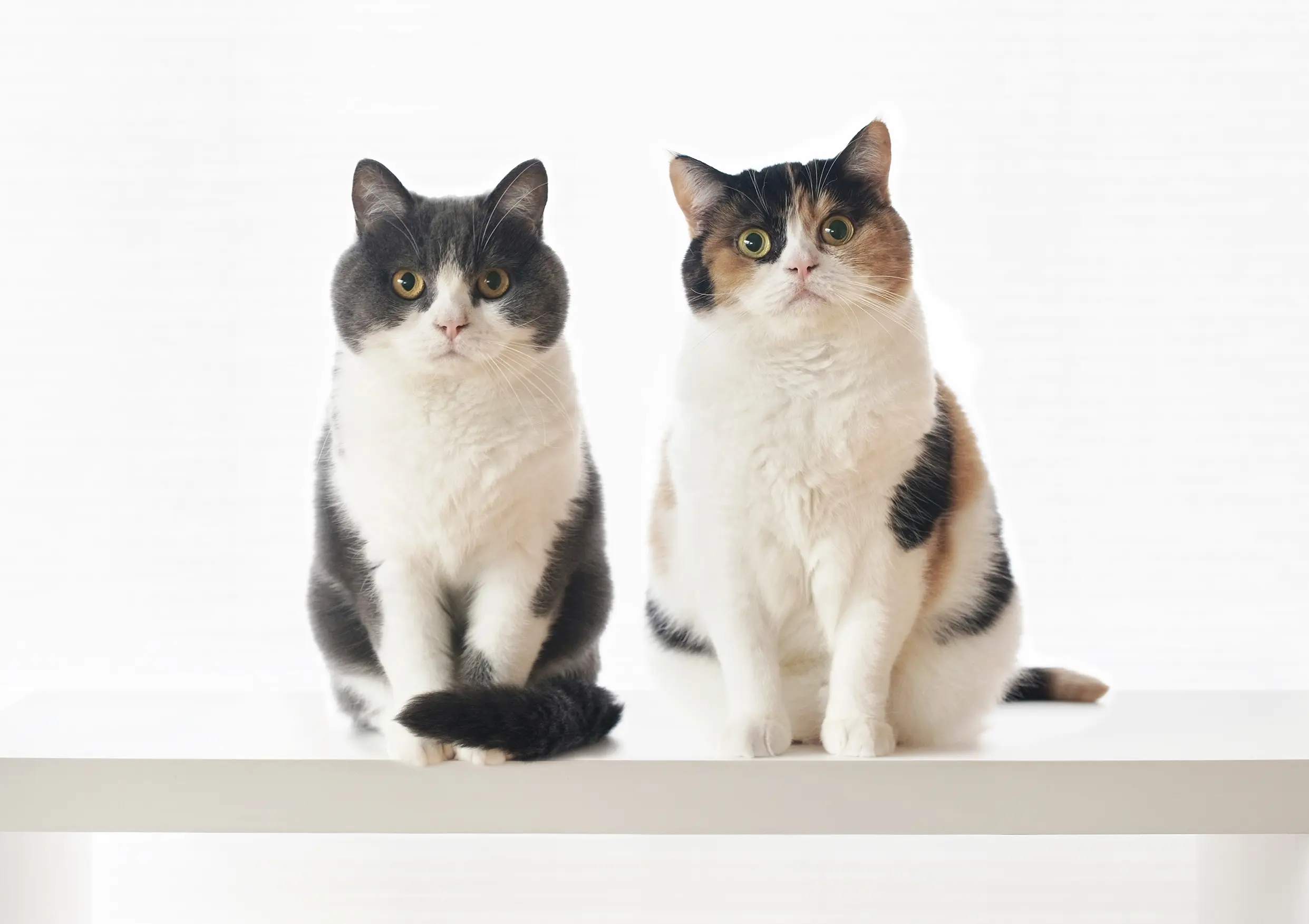 Thumbnail of the photo "DE063444"