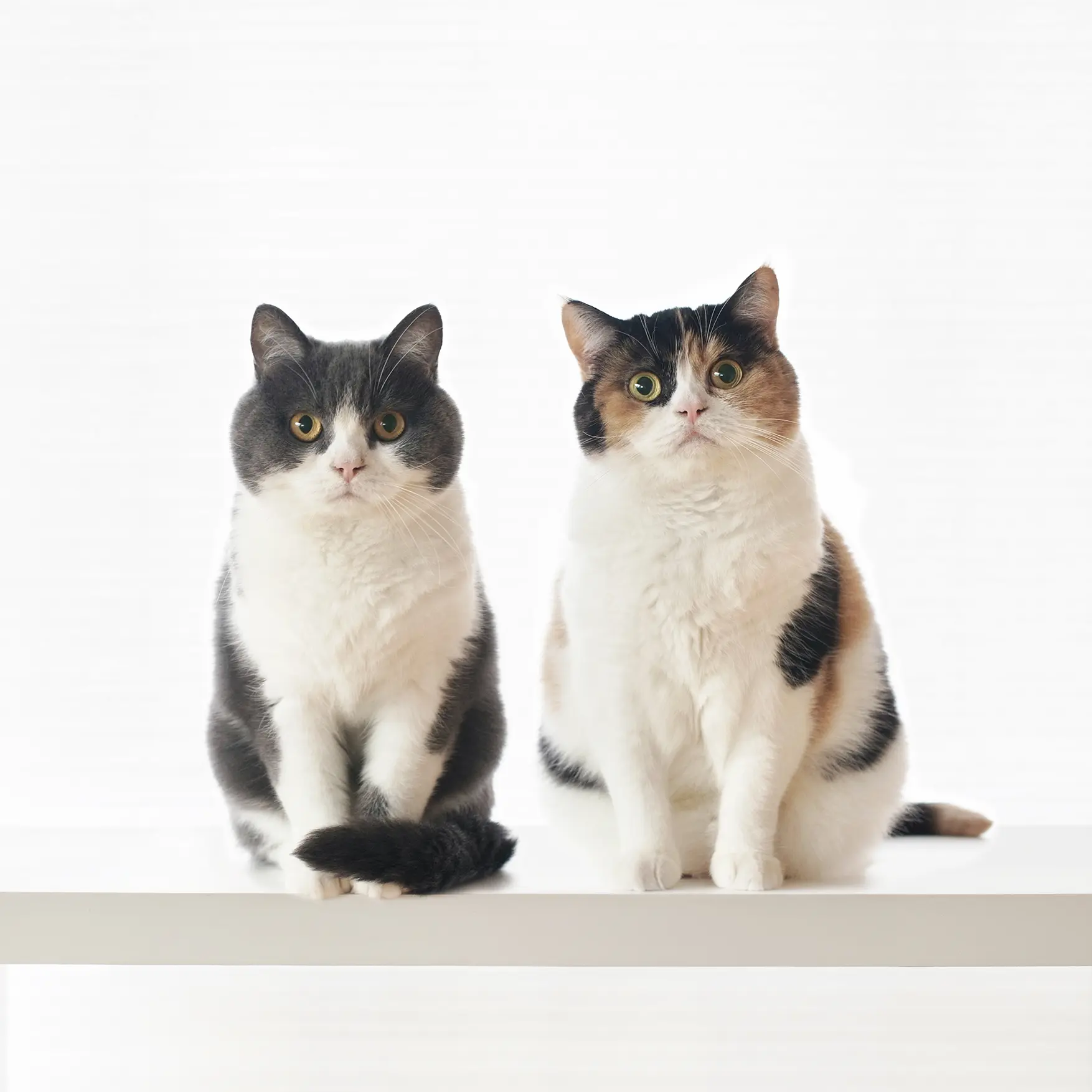 Thumbnail of the photo "DE063444"