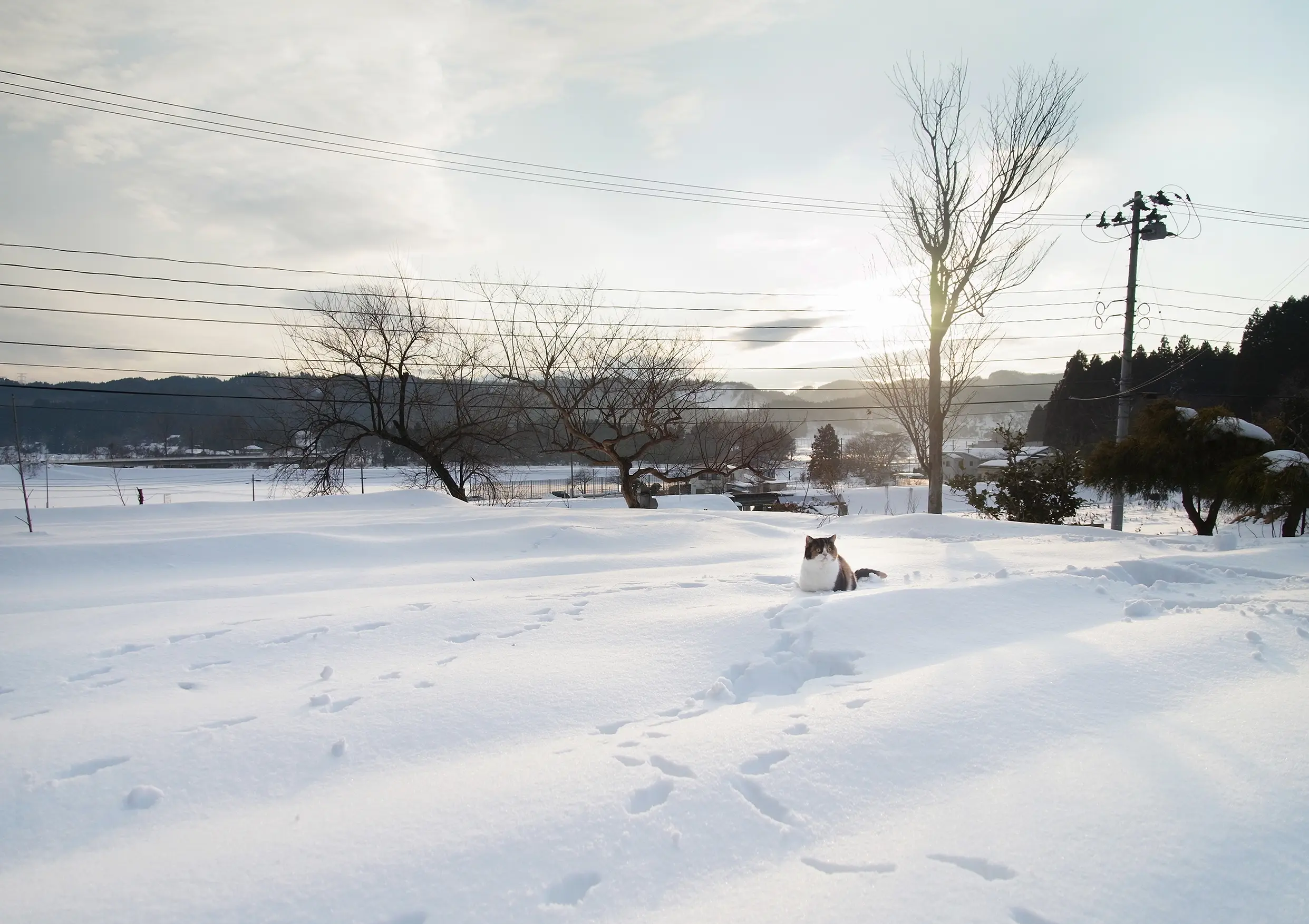 Thumbnail of the photo "ED012474"