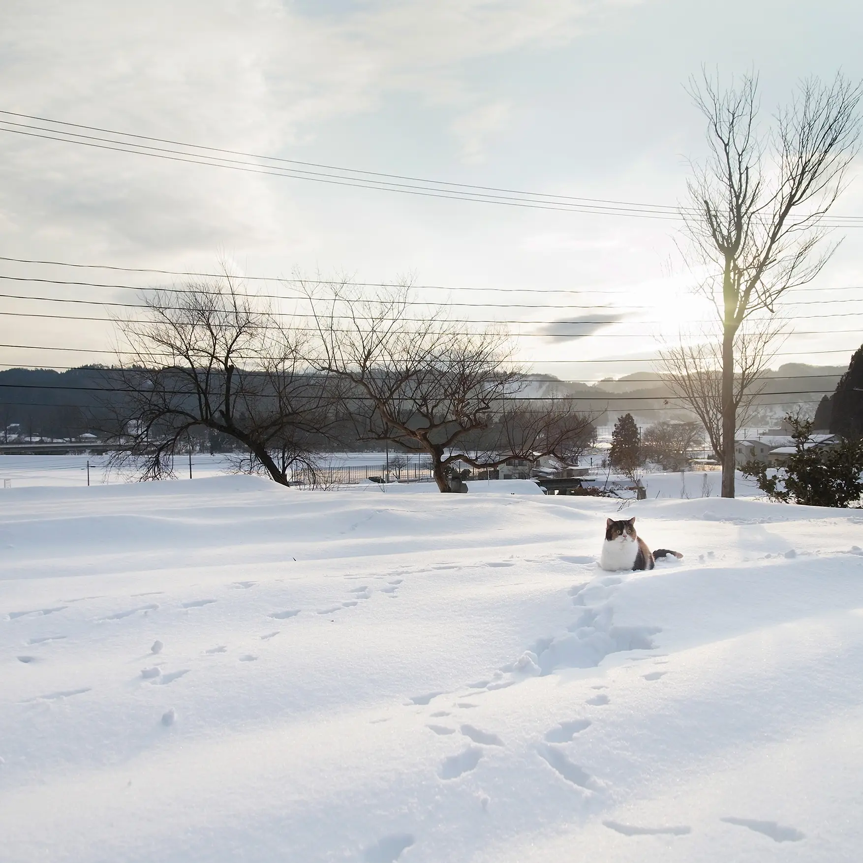 Thumbnail of the photo "ED012474"