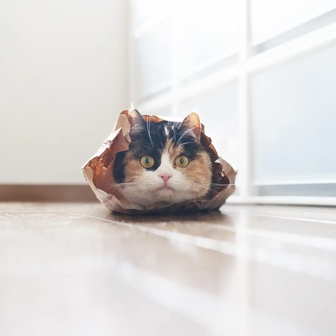 Thumbnail "DB019203"