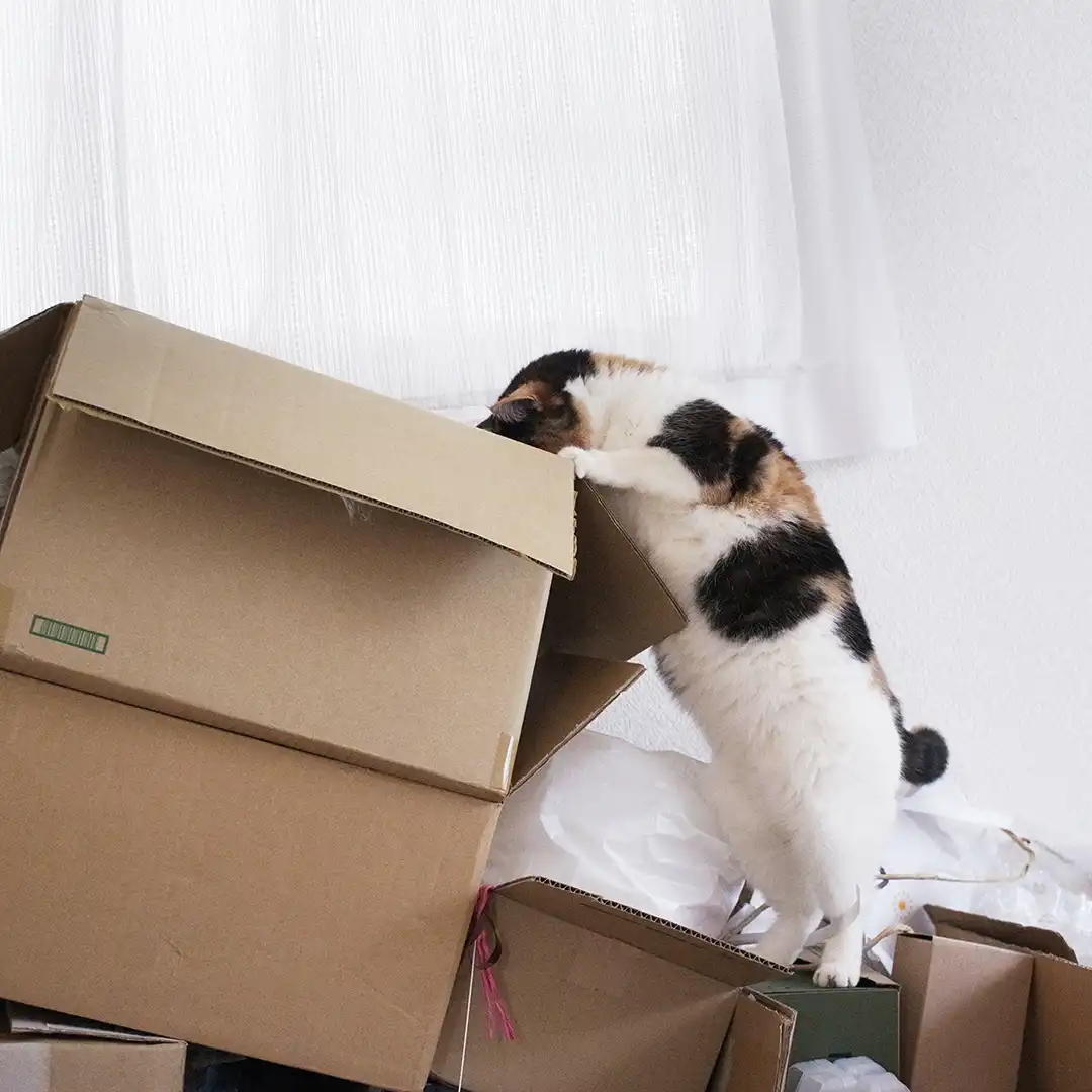 Thumbnail "DB019581"