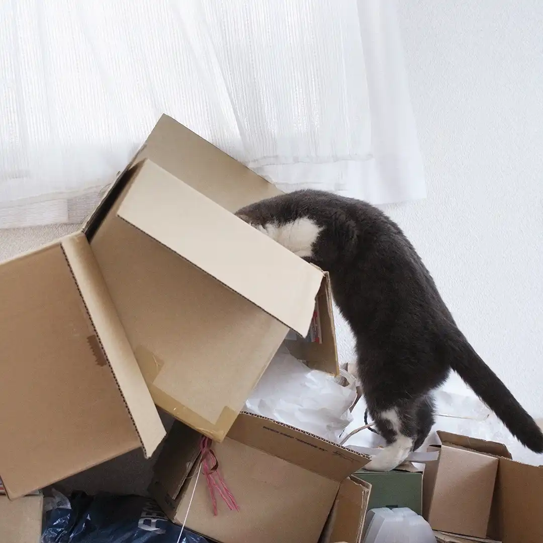 Thumbnail "DB019584"