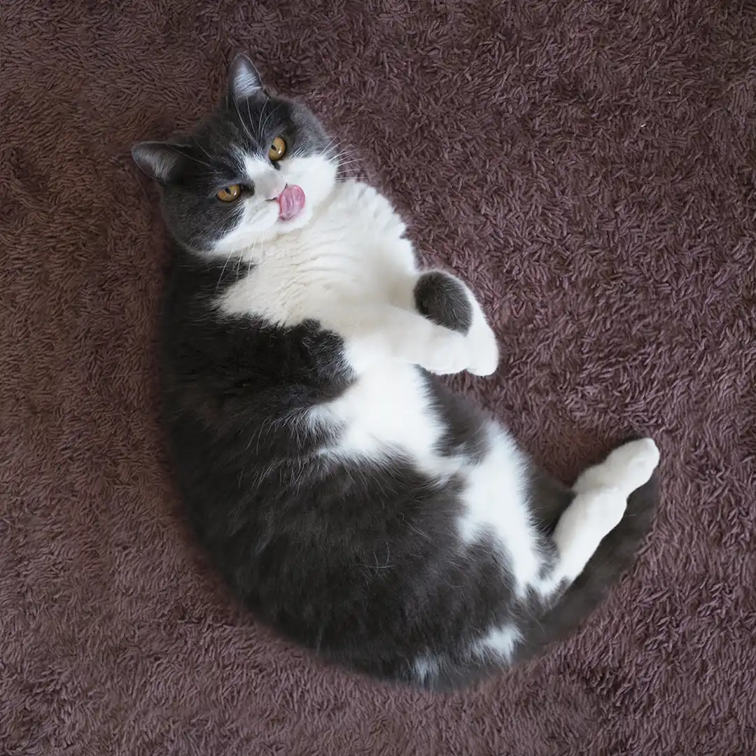 Thumbnail "DB020614"