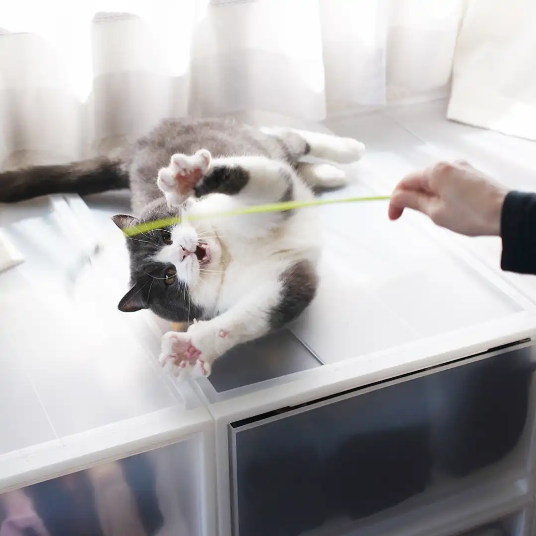 Thumbnail "DB020956"