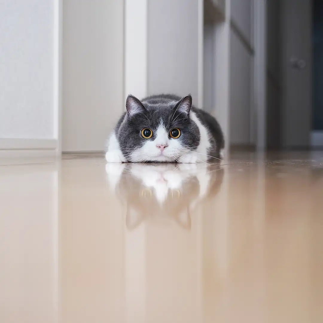 Thumbnail "DB023097"