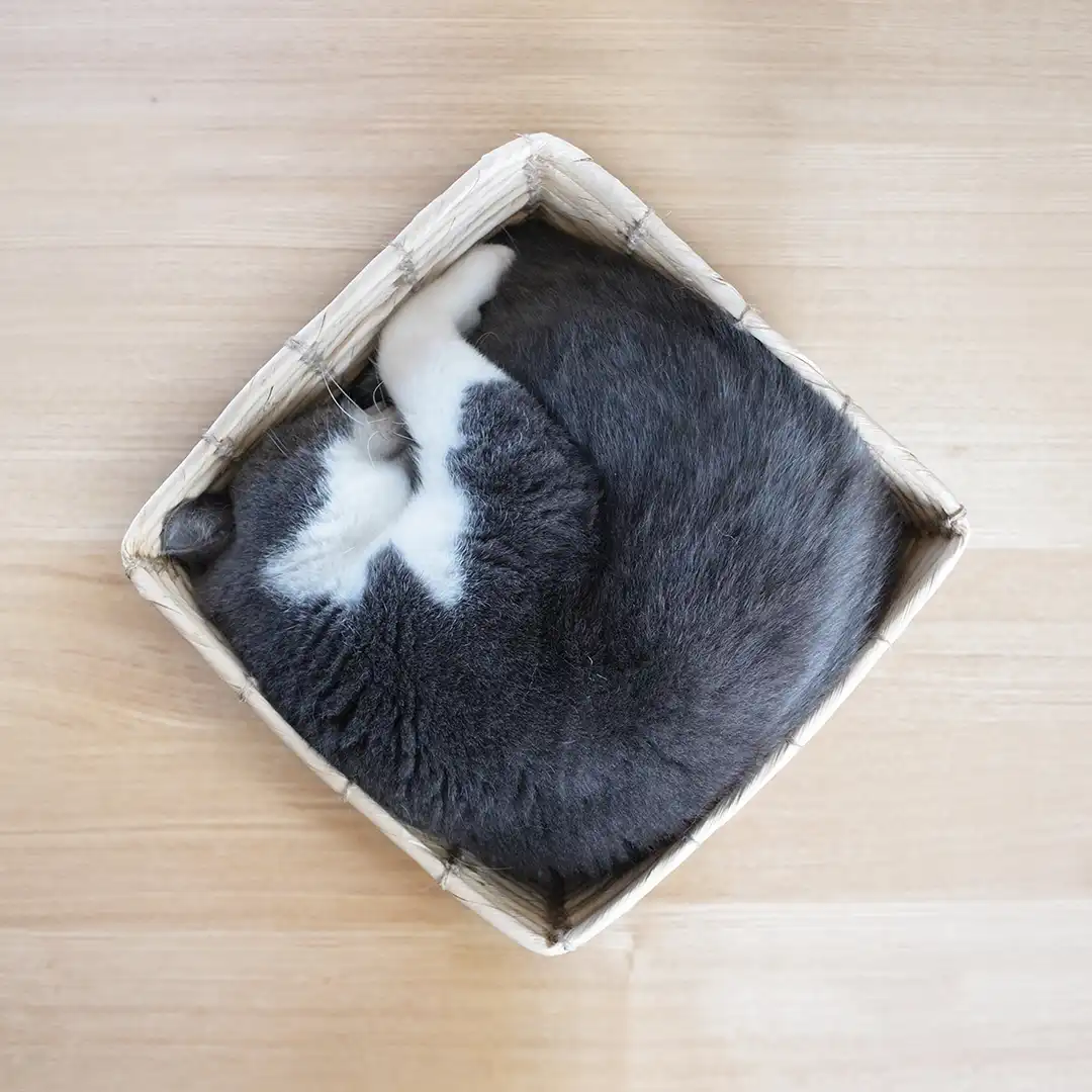 Thumbnail "DB027177"