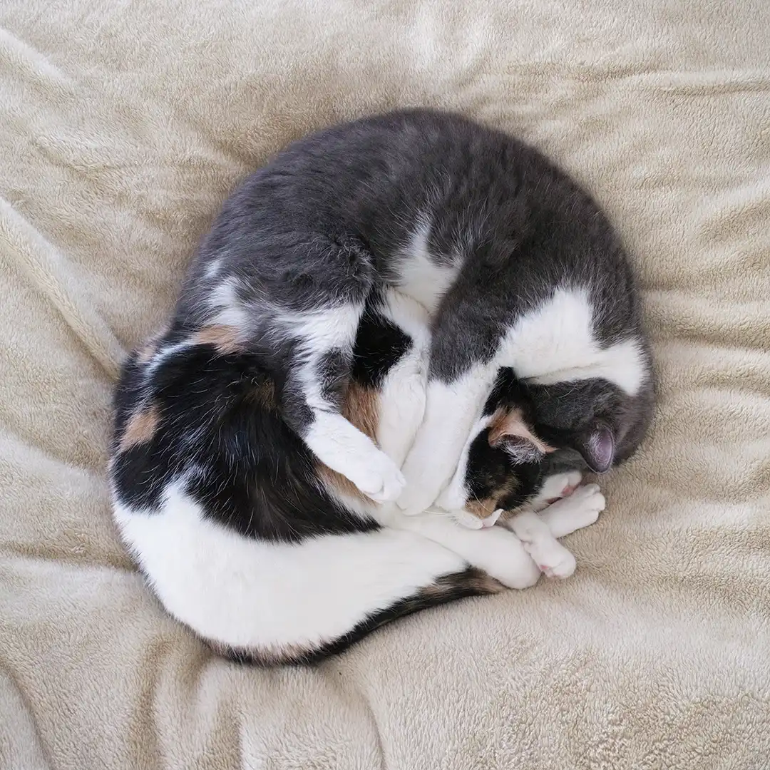 Thumbnail "DC030605"