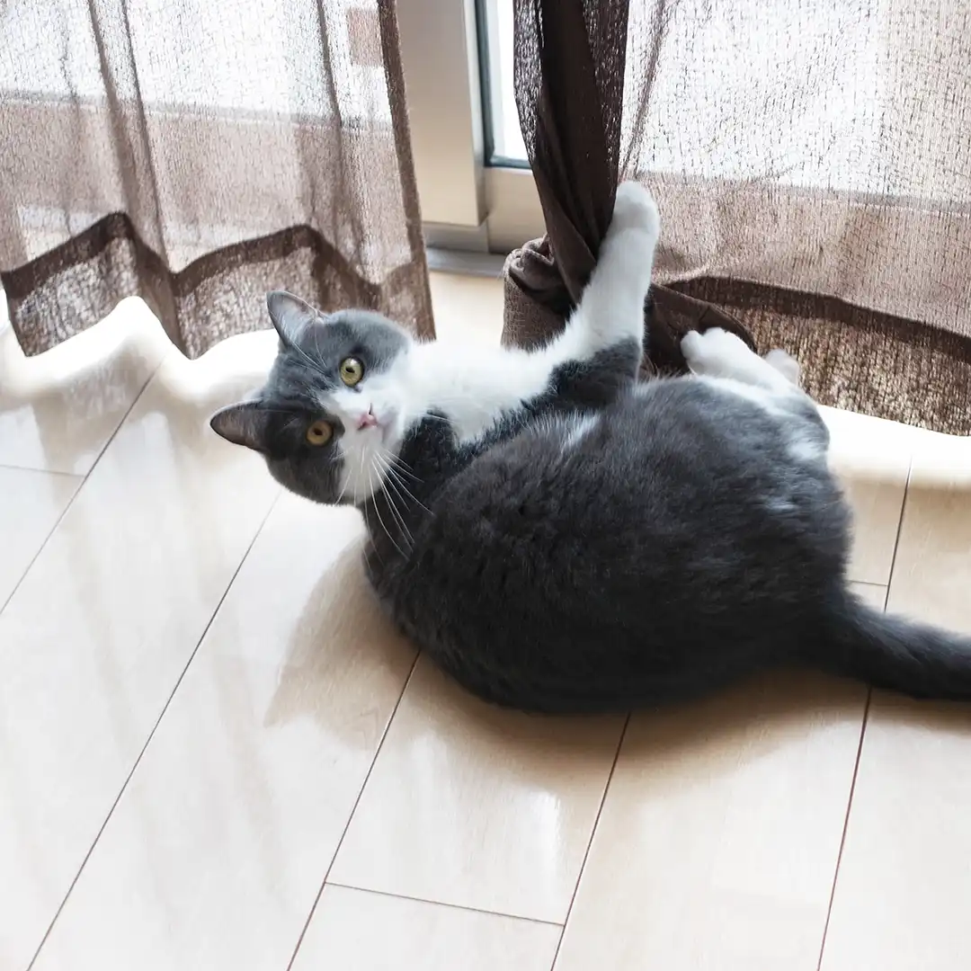 Thumbnail "DC031860"