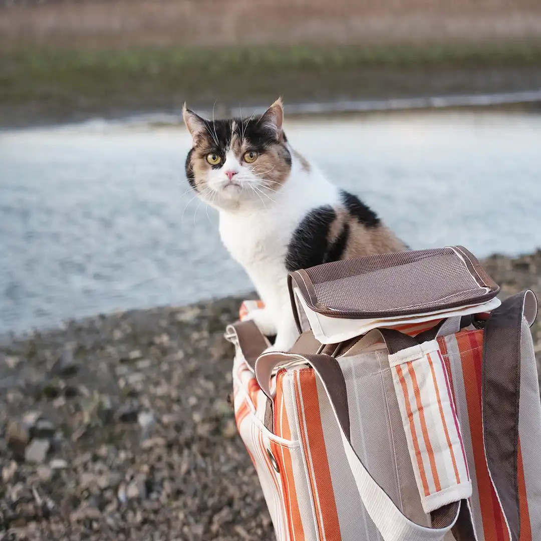 Thumbnail "DC031901"