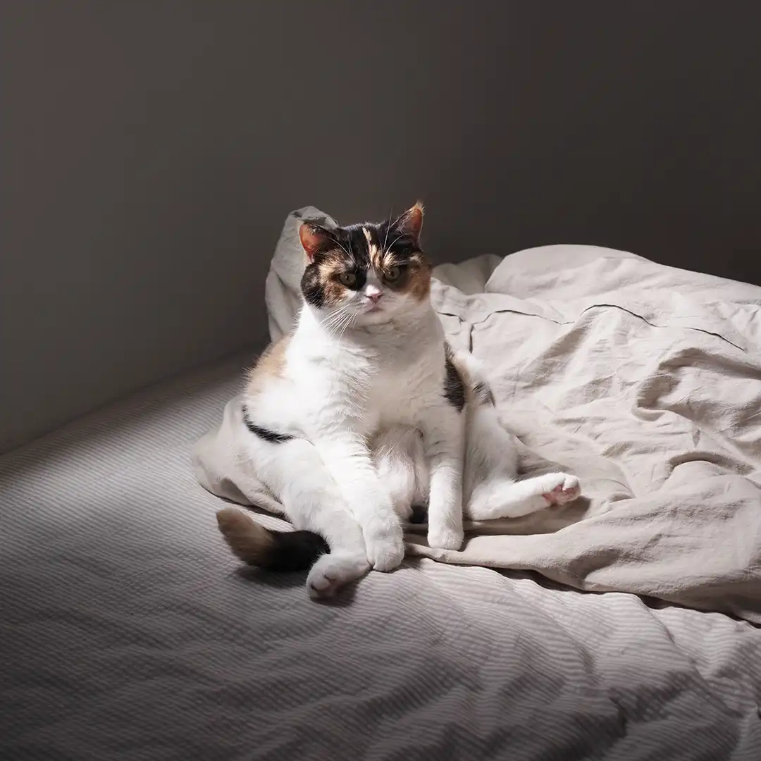 Thumbnail "DC033991"