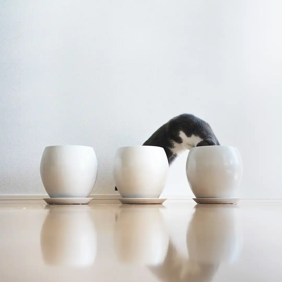 Thumbnail "DD042332"