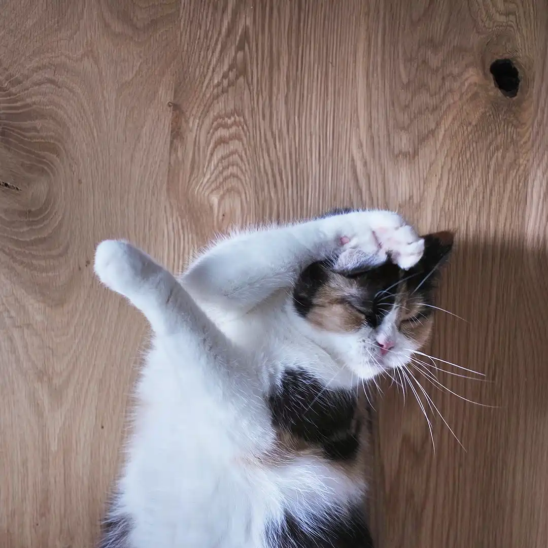 Thumbnail "DD045530"