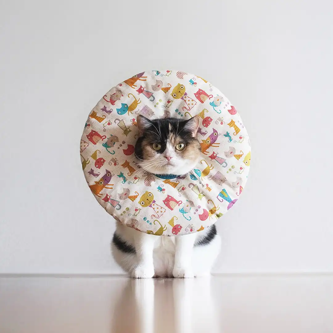 Thumbnail "DD046646"