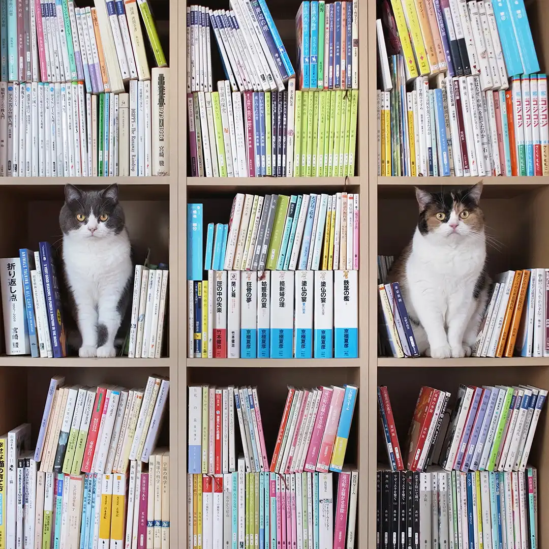 Thumbnail "DD049421"