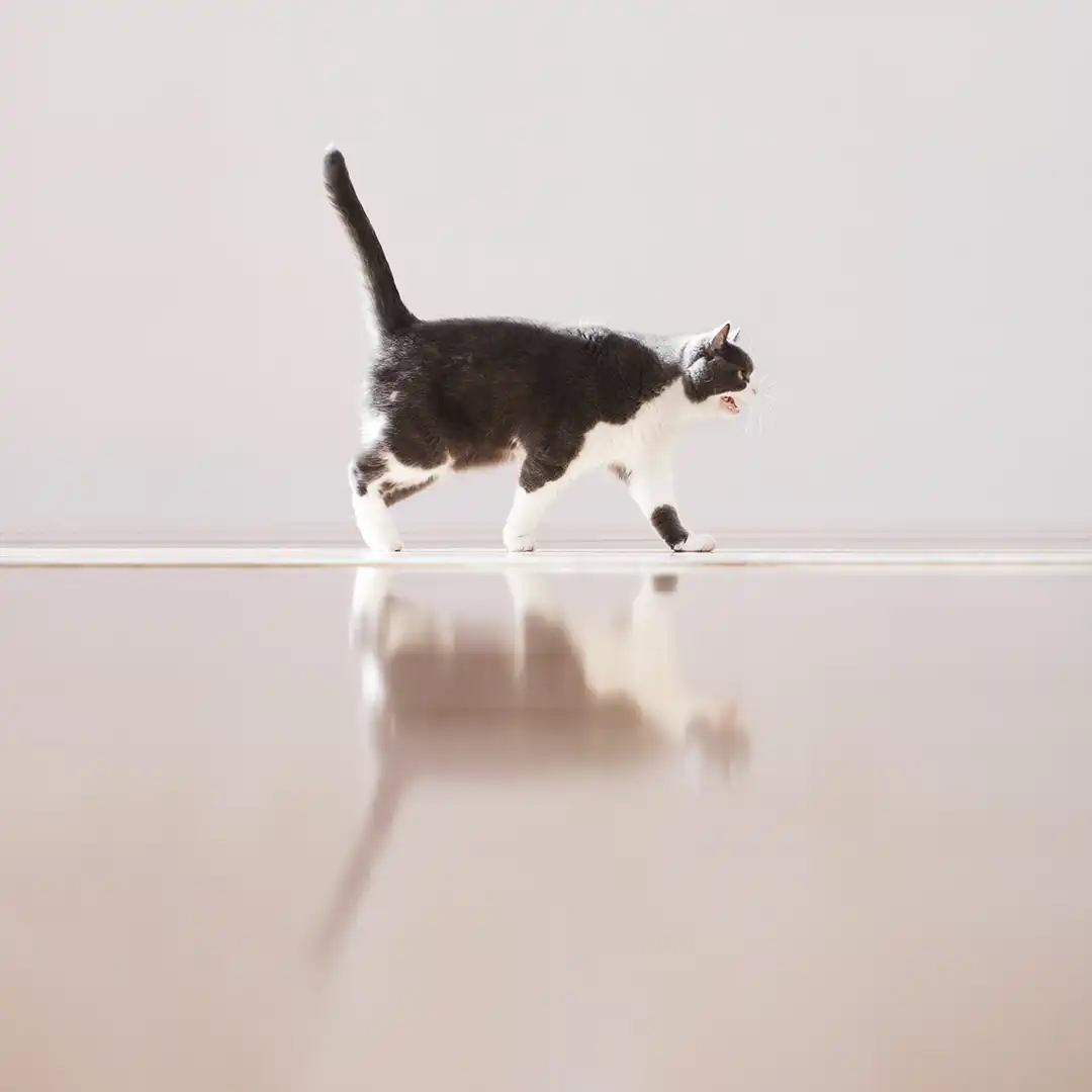 Thumbnail "DD051655"