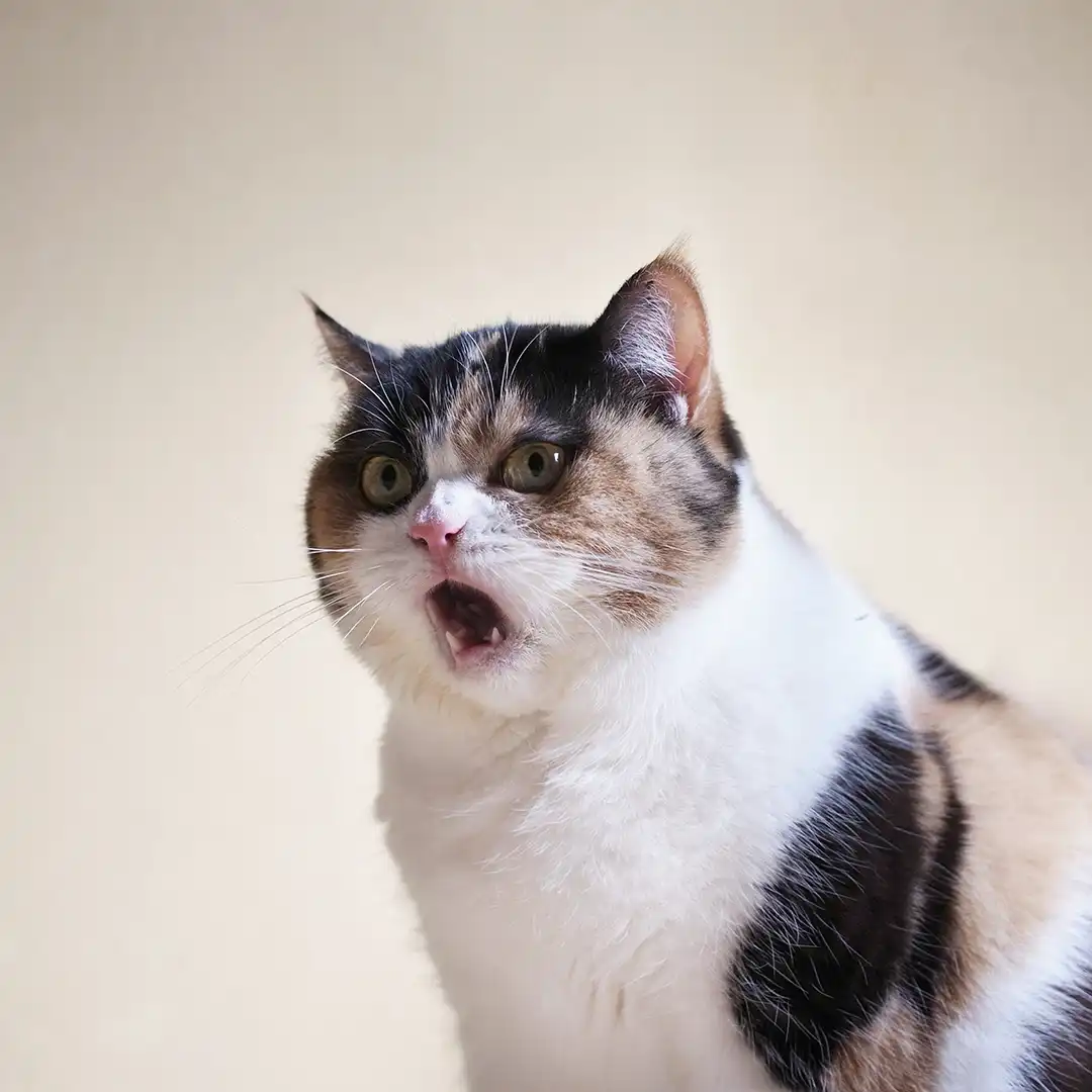 Thumbnail "DE053412"