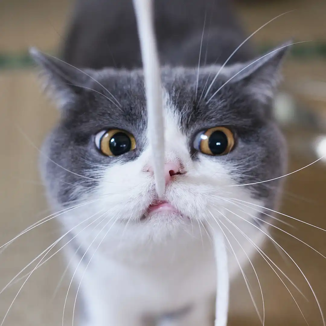 Thumbnail "DE063335"