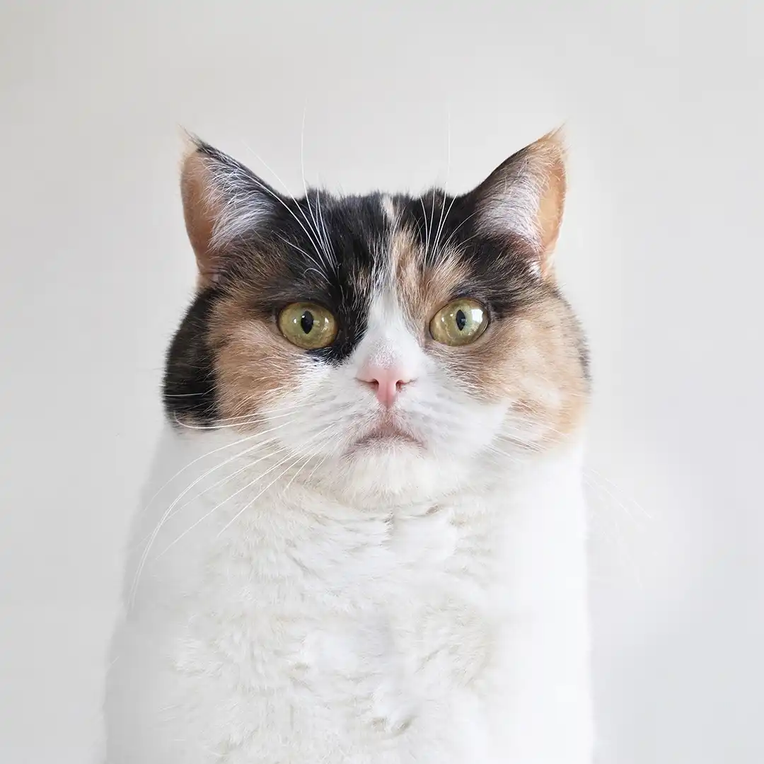 Thumbnail "EA032220"