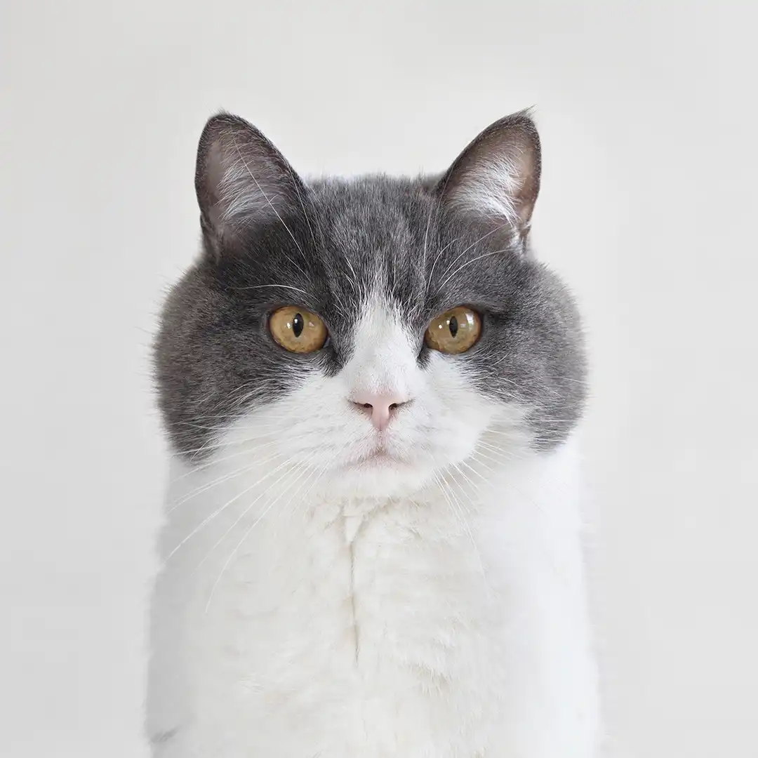 Thumbnail "EA032254"