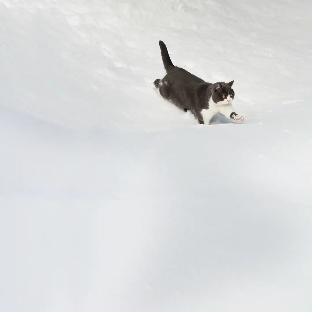 Thumbnail "ED012193"