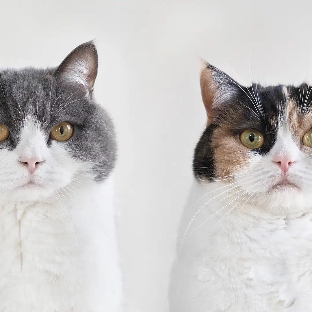 Thumbnail of the theme "XA000004"