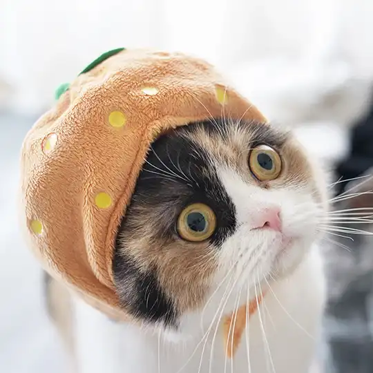 Thumbnail of the photo "DB019126"