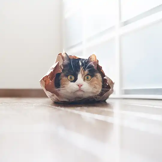 Thumbnail of the photo "DB019203"