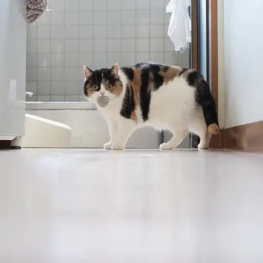 Thumbnail of the photo "DB019704"