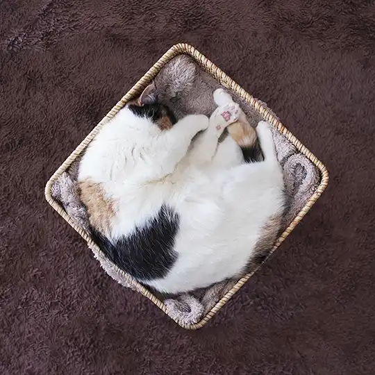 Thumbnail of the photo "DB019810"