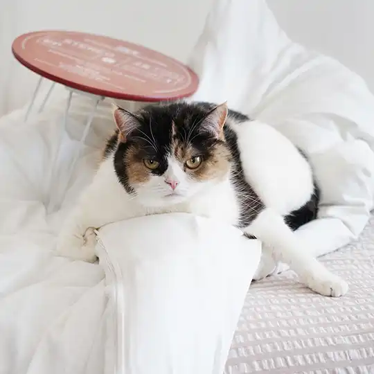 Thumbnail of the photo "DB020784"