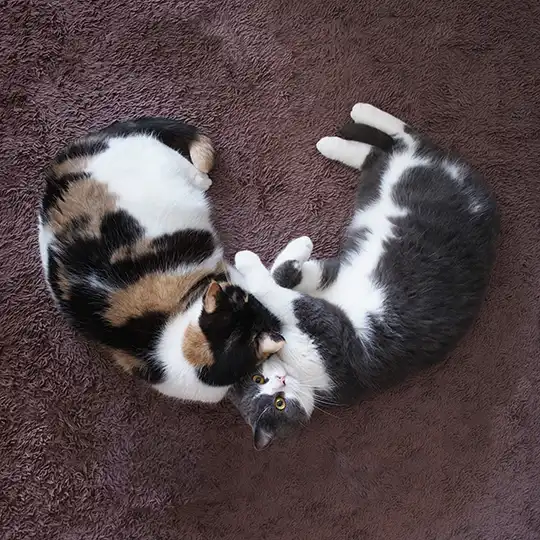 Thumbnail of the photo "DB021455"