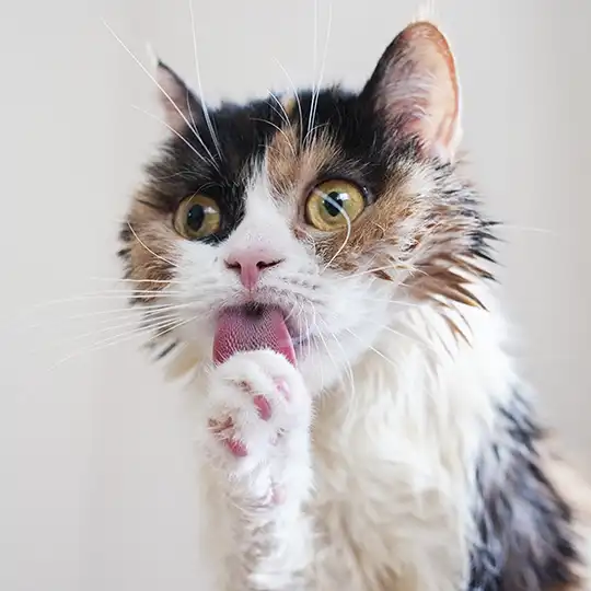 Thumbnail of the photo "DB021662"